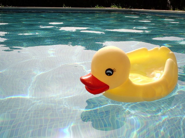 gumová kachna plave v bazénu